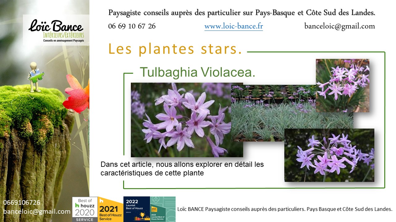 Paysagiste  Seignosse une vivace plante star de juillet 2024 : Tulbaghia Violacea.